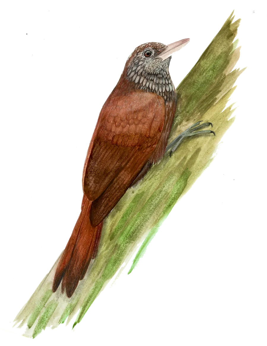 Trepa Tronco