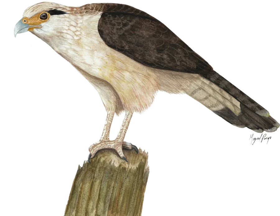 Chiné