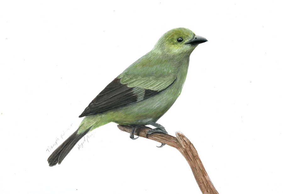 Palmero