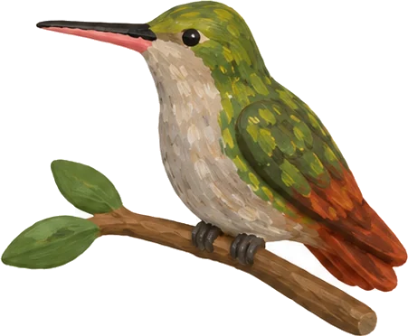 Colibrí colirrufo