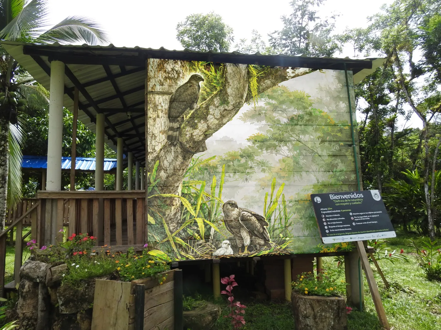 Mural del águila crestada pintado sobre la pared de madera de un lodge en la reserva
